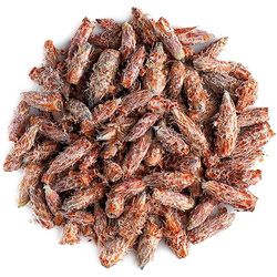 Pine Buds Tea Quality - Pine Sprigs Or Needles - 350g