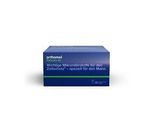 ORTHOMOL Flavon M Kapseln 30X2 St