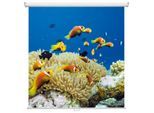 magnetoplan Rollo-Leinwand "Cinerollo" 1800 x 1800 mm