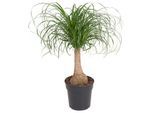 Beaucarnea recurvata - Tige robuste - Pot 21cm - Hauteur 60-70cm - Vert