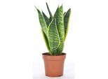 Sansevieria Laurentii - Langue de belle-mère - ⌀ 12cm - Hauteur 30-40cm - Vert