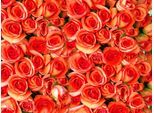 Papermoon Fototapete »Orange Roses«