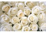 Papermoon Fototapete »White Roses«