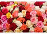 Papermoon Fototapete »Roses«