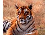 Papermoon Fototapete »Tiger«