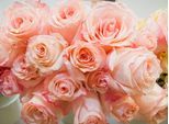 Papermoon Fototapete »Pink Roses«