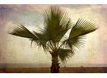 Papermoon Fototapete »PALMEN-NATUR LANDSCHAFT STRAND MEER PALME BÄUME BAUM«