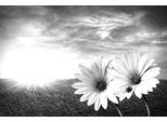 Papermoon Fototapete »Blumen Schwarz & Weiss«