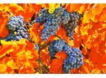 Papermoon Fototapete »TRAUBEN-STRAUBE-WEIN PFLANZEN MUSTER DEKOR BLUMEN MAKRO«