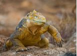 Papermoon Fototapete »Galapagos-Leguan«