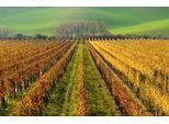 Papermoon Fototapete »WEIN-BERG-HERBST REBEN ABSTRAKT FARBIG FELD WIESE BÄUME«