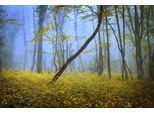 Papermoon Fototapete »WALD-HERBST NATUR LANDSCHAFT BÄUME NEBEL BAUM BLUMEN«