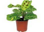 Bloomique - Maranta Variegata – Plante de prière – Plante d'intérieur – Purificateur d'air – ⌀12cm –↕10-15 cm