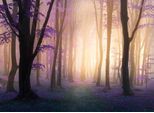 Papermoon Fototapete »Mystic Fogga Forest«
