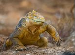 Papermoon Fototapete »Galapagos-Leguan«