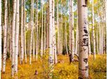 Papermoon Fototapete »Birches in Colorado Rocky Mountains«