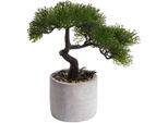 Botanic-Haus Kunstbonsai »Ceder Bonsai«