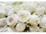 Papermoon Fototapete »White Roses«