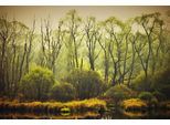 Papermoon Fototapete »BÄUME-NATUR LANDSCHAFT HERBST WALD DSCHUNGEL SEE WÄLDER«