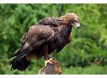 Papermoon Fototapete »GOLDENER ADLER-STEINADLER HIGHLAND SCHOTTLAND VOGEL«