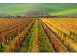 Papermoon Fototapete »WEIN-BERG-HERBST REBEN ABSTRAKT FARBIG FELD WIESE BÄUME«