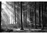 Papermoon Fototapete »Wald Schwarz & Weiss«