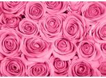 Papermoon Fototapete »Pink Roses«