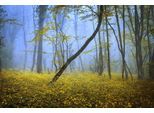 Papermoon Fototapete »WALD-HERBST NATUR LANDSCHAFT BÄUME NEBEL BAUM BLUMEN«