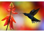 Papermoon Fototapete »Kolibri im Flug«