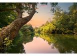 Papermoon Fototapete »FLUSS IM WALD-BAUM WIESE WALD SONNE WEG PFLANZE FARNE«