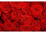 Papermoon Fototapete »Red Roses«
