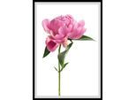 queence Bild »Scar«, Blumen, Rosen, gerahmt