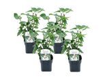 Syringa vulgaris Mme Lemoine - x4 - Lilas commun - Pot 17cm - Hauteur 25-40cm - Blanc