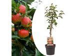 Plant In A Box - Malus domestica - Pommier - Malus Elstar - Pot 21cm - Hauteur 90-100cm - Blanc