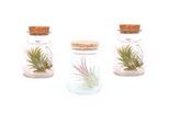 Plant In A Box - Mix de 3 Tillandsia - Plantes d'ambiance dans une bouteille - Vert