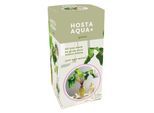 Kit tout prêt Plante Hosta Aqua verte