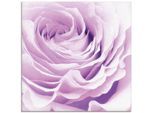 Artland Glasbild »Pastell Rose«, Blumen, (1 St.), in verschiedenen Grössen