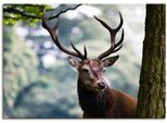 Artland Wandbild »Hirsch«, Wildtiere, (1 St.), als Alubild, Outdoorbild, Leinwandbild, Poster in verschied. Grössen