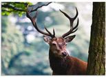 Artland Wandbild »Hirsch«, Wildtiere, (1 St.), als Alubild, Outdoorbild, Leinwandbild, Poster in verschied. Grössen