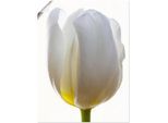 Artland Poster »Weisse Tulpe«, Blumen, (1 St.), als Alubild, Leinwandbild, Wandaufkleber oder Poster in versch. Grössen