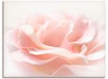 Artland Wandbild »Rose I«, Blumen, (1 St.), als Alubild, Outdoorbild, Leinwandbild, Poster, Wandaufkleber