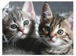 Artland Wandbild »Katze«, Haustiere, (1 St.), als Alubild, Outdoorbild, Leinwandbild, Poster, Wandaufkleber