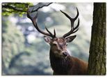 Artland Wandbild »Hirsch«, Wildtiere, (1 St.), als Alubild, Outdoorbild, Leinwandbild, Poster in verschied. Grössen