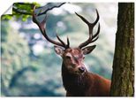 Artland Wandbild »Hirsch«, Wildtiere, (1 St.), als Alubild, Outdoorbild, Leinwandbild, Poster in verschied. Grössen
