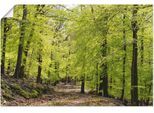 Artland Wandbild »Die Buchen im Frühling«, Wald, (1 St.), als Alubild, Outdoorbild, Leinwandbild, Poster, Wandaufkleber