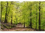 Artland Wandbild »Die Buchen im Frühling«, Wald, (1 St.), als Alubild, Outdoorbild, Leinwandbild, Poster, Wandaufkleber