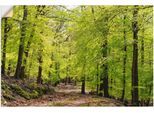 Artland Wandbild »Die Buchen im Frühling«, Wald, (1 St.), als Alubild, Outdoorbild, Leinwandbild, Poster, Wandaufkleber