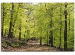 Artland Wandbild »Die Buchen im Frühling«, Wald, (1 St.), als Alubild, Outdoorbild, Leinwandbild, Poster, Wandaufkleber