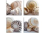 Artland Leinwandbild »Muschelkomposition II, -I, -IV, -III«, Wassertiere, (4 St.), 4er Set, verschiedene Grössen