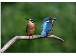 Artland Wandbild »Zwei Eisvogel«, Vogelbilder, (1 St.), als Alubild, Outdoorbild, Poster in verschied. Grössen